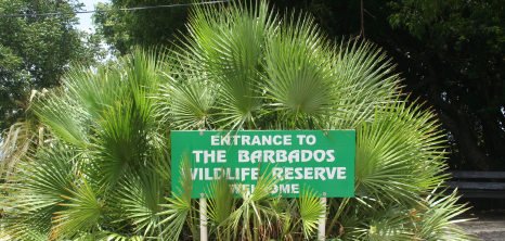 In Car Driving Lessons >> Barbados Wildlife Reserve - Barbados Pocket Guide In Car Driving Lessons >> Barbados Wildlife Reserve - Barbados Pocket Guide