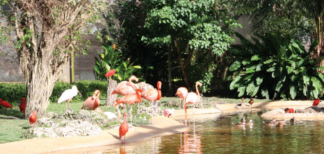 Flamingos at the Graeme Hall Nature Sanctuary, Christ Church, Barbados Pocket Guide