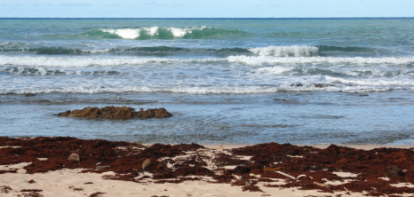 An Abundance of Sargassum Seaweed Washed Ashore on the East Coast, Barbados Pocket Guide