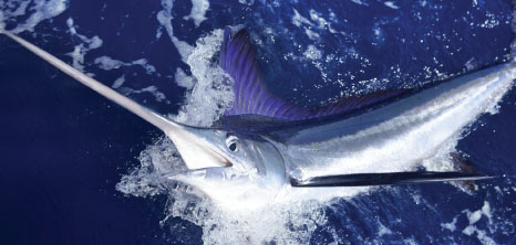 A Blue Marlin Being Hooked by Crew Members While out Deep Sea Fishing, Barbados Pocket Guide