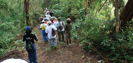 Hikers on an Early Morning Barbados National Trust Hike Heading Through Apes Hill, St. James, Barbados Pocket Guide