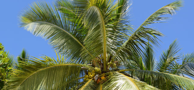 A coconut tree at Sugar Cane Club Hotel & Spa, Barbados