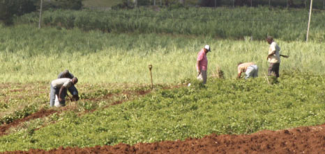 Workers Reaping Produce in a Field, Barbados Pocket Guide