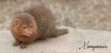 Mongoose, Barbados Pocket Guide