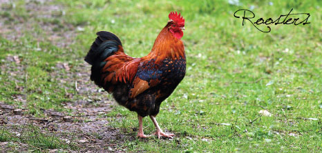 Roosters, Barbados Pocket Guide