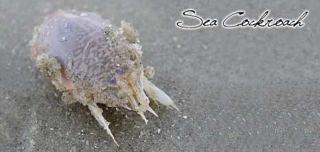 A Seacockroach Scampering Across the Seashore, Barbados Pocket Guide