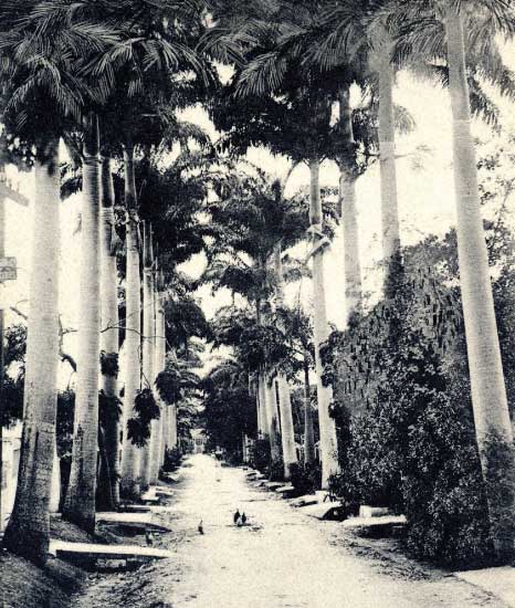 Palm Trees, Many Years Ago that Line the Street in Belleville, St. Michael, Barbados Pocket guide