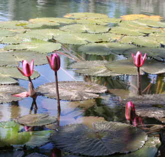Pond with Lillies at Codrington College