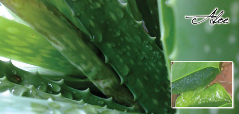 The Aloe Vera Plant, Barbados Pocket Guide