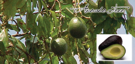 avocado-tree_1