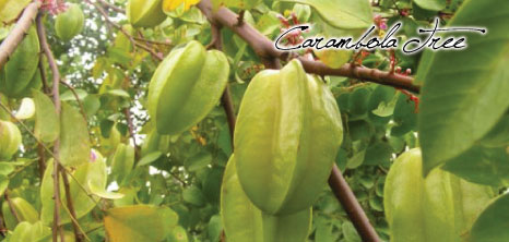 Carambola Tree, Barbados Pocket Guide
