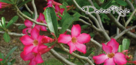Beautiful Desert Rose Plant, Barbados Pocket Guide