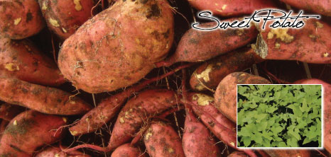 Sweet Potato, Barbados Pocket Guide