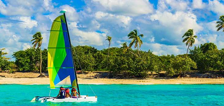 Rows of Coconut Trees on a Beach, Barbados Pocket Guide