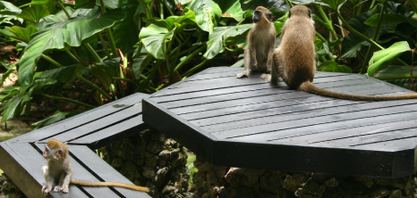 Monkeys at Grenade hall in St. Peter, Barbados