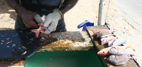 Fish Vendor Scaling Fish at Six Men's Fish Market, St. Peter, Barbados