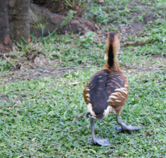 graeme-hall-sanctuary-duck barbados