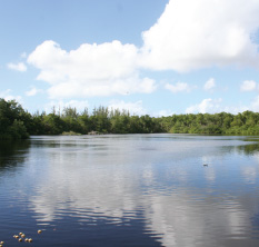 graeme-hall-sanctuary-swamp barbados