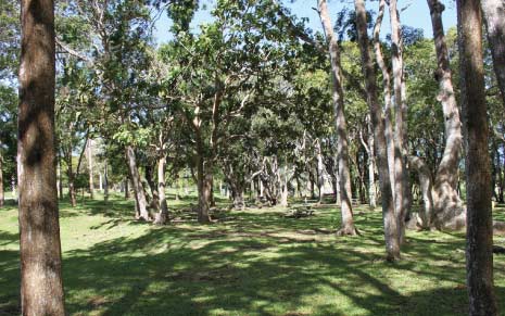 Trees Providing Lots of Shade at Farley Hill National Park, Farley Hill, St. Peter, Barbados Pocket Guide