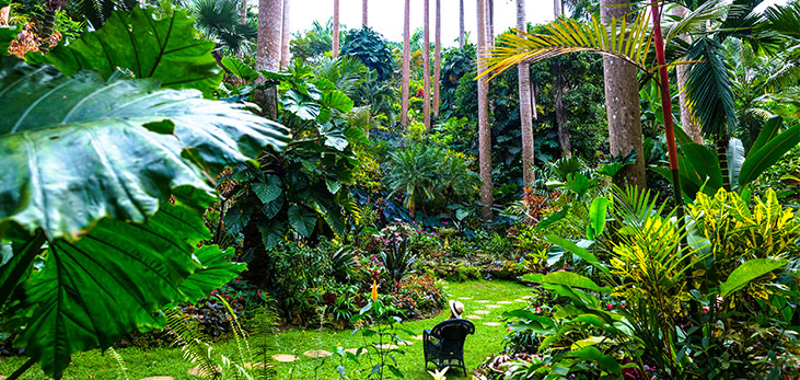 Tropical Gardens at Graeme Hall Nature Sanctuary, Christ Church, Barbados Pocket Guide