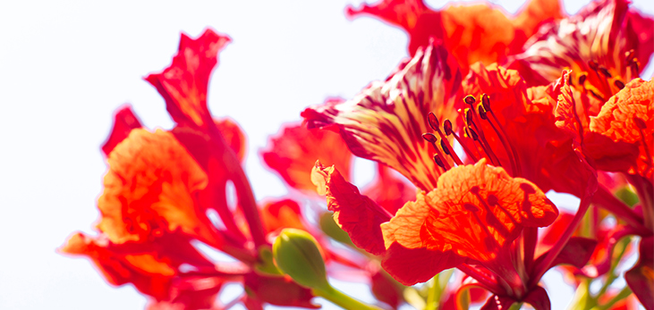 Barbados' National Flower, Pride of Barbados, Barbados Pocket Guide