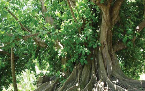 Bearded Fig Tree_2, Barbados Pocket Guide