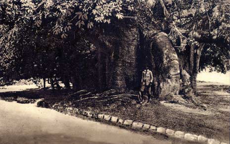 Bearded Fig Tree_3, Barbados Pocket Guide