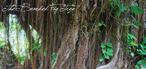 Bearded Fig Tree, Barbados Pocket Guide