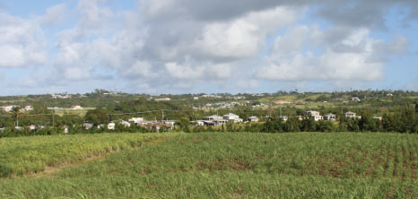 Canefields, Barbados Pocket Guide