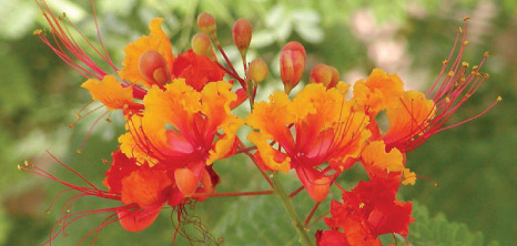 National Flower - Barbados Pocket Guide
