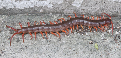 Centipede on pavement