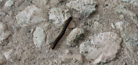 Christmas Worm Making its Way Across a Pavement, Barbados Pocket Guide