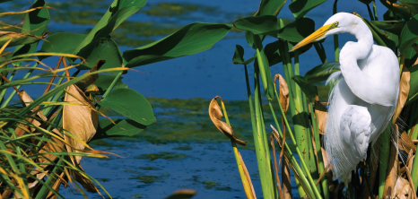 Egret in swamp