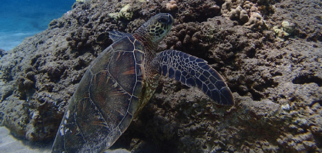 Leatherback turtle in the ocean