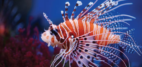 Beautiful but Destructive, Lionfish, Barbados Pocket Guide