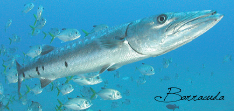 Barracuda Swimming Among a School of Fish, Barbados Pocket Guide