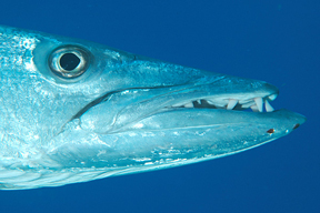 Side Profile of a Barracuda, Barbados Pocket Guide