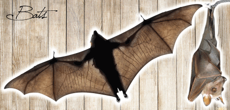 Bat in Flight While the Other Hangs Upside Down, Barbados Pocket Guide