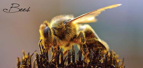 Bee Pollinating, Barbados Pocket Guide