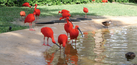 Birds at Graeme Hall Nature Sanctuary, Christ Church, Barbados Pocket Guide