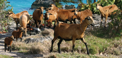 Barbados Blackbelly Sheep Grazing Near the Ocean, Barbados Pocket Guide