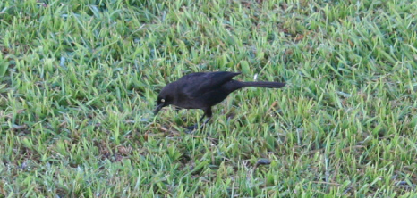 Blackbird in Search of Food, Barbados Pocket Guide
