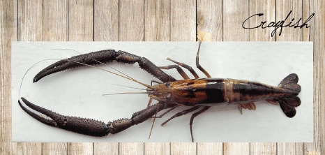 Aerial View of Crayfish, Barbados Pocket Guide