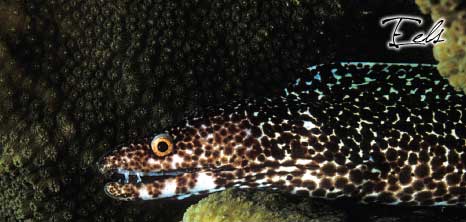 Eel Using Coral as Camouflage, Barbados Pocket Guide