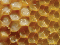 Cross Section of a Honeycomb, Barbados Pocket Guide