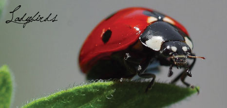 Ladybird Hanging to the Edge of a Leaf, Barbados Pocket Guide