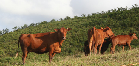 Cows Graze in the Countryside, Barbados Pocket Guide