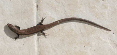 Lizard on a Doorstep, Barbados Pocket Guide