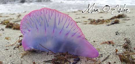 Man-o-War Resting on the Shores, Barbados Pocket Guide