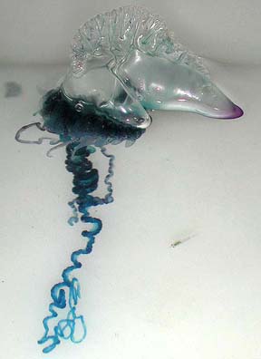 Man-o-War Resembling a Jellyfish